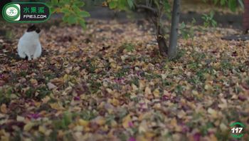 第117期08月27日AV是对现代人自我孤独感的回应和疗愈AV是对现代人自我孤独感的回应和疗愈今世长风今世尘，我是你的遇见，你是我的情深，在相遇的一瞬间已入心门上原瑞穂剧情